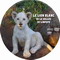 LE LION BLANC DE LA VALLEE DU LIMPOPO